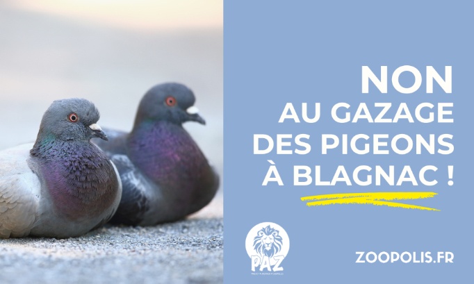 Non au gazage des pigeons à Blagnac (31)