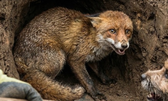 Des chasseurs de criminels ont déterré un terrier de blaireau protégé. Poursuivez-les maintenant.