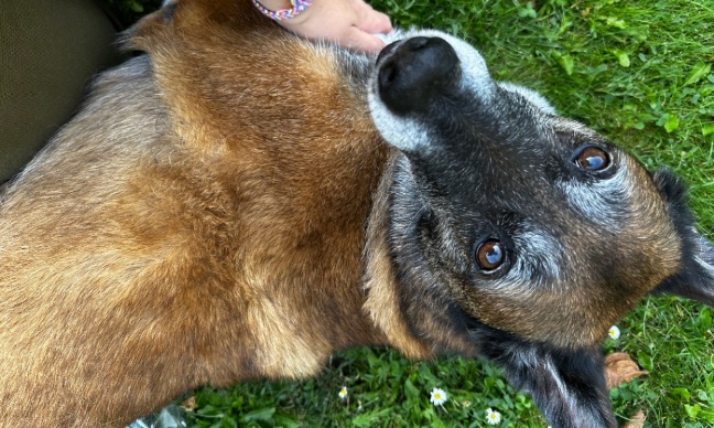 Pour Neila : Pour une loi encadrant la phytothérapie vétérinaire comme un médicament
