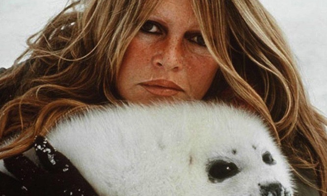 Pour la création d’un secrétariat de la cause animale au gouvernement