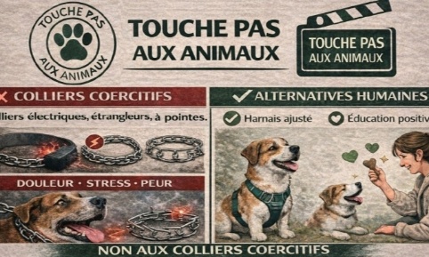 Pour une interdiction générale des colliers coercitifs, y compris pour les particuliers