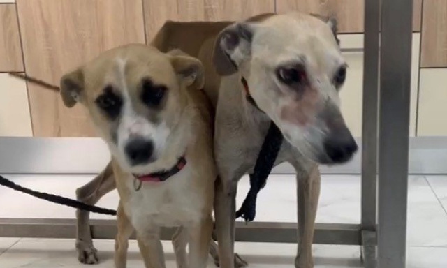 Aidez-nous à savoir où est passé la chienne maltraitée de l'hôtel El Mouradi Cap Madhia