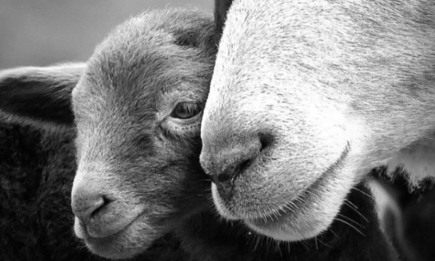 On m´a volé mon troupeau. Je demande à être entendu par les responsables politiques !