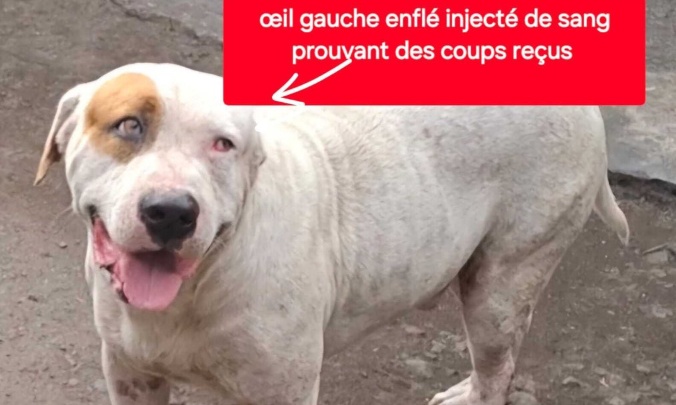 Justice pour Opape le pauvre chien martyrisé à Tahiti