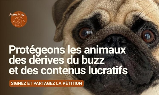 Faux enl&egrave;vement du chien Albert : la d&eacute;tresse animale ne doit pas servir de buzz
