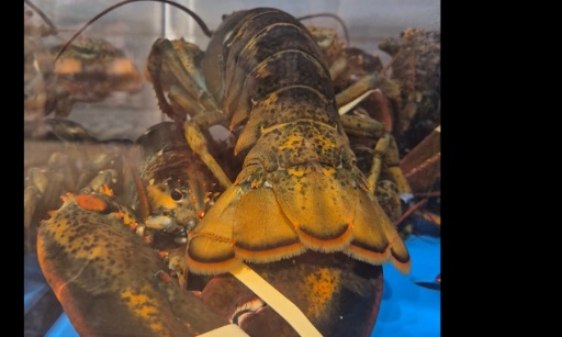 Stop à la vente de homard vivant par Delhaize