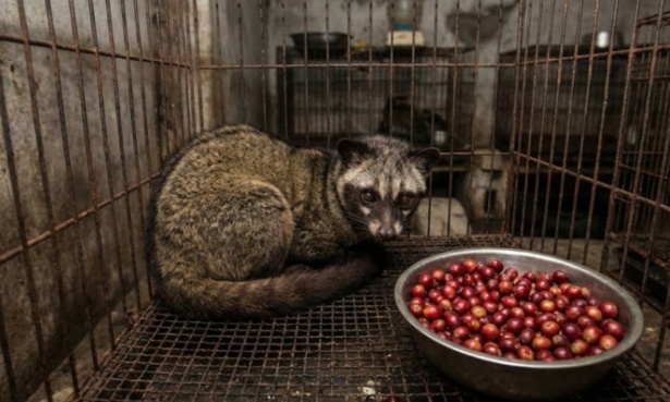 La dure v&eacute;rit&eacute; : pourquoi vous devez boycotter le caf&eacute; Kopi Luwak