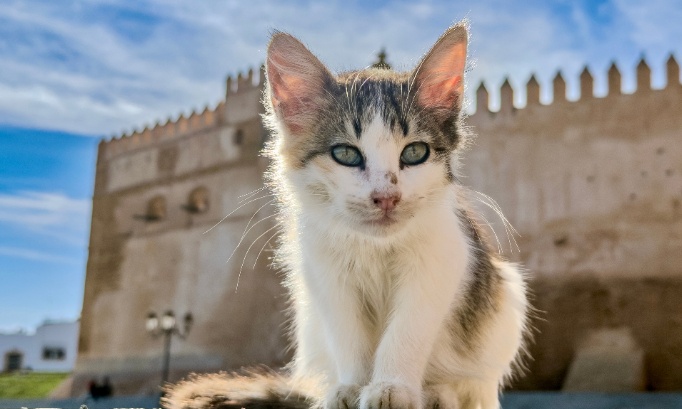 Urgence contre les crimes silencieux et quotidiens sur les chats errants &agrave; Nador au Maroc