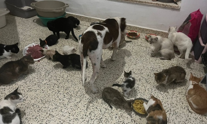 Urgence  pour "un coeur sur pattes Mahdia  "