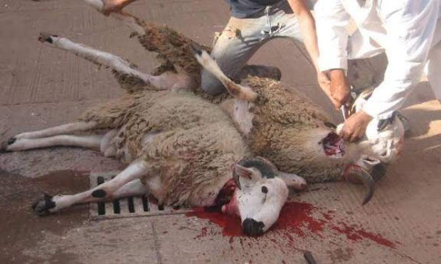 Interdisez la viande halal en France pour r&eacute;duire la souffrance animale