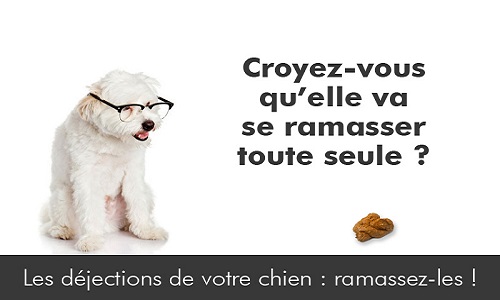 Stop aux déjections canines ! Sur les trottoirs de la rue Brillat-Savarin, n°53 au n°97, à Paris