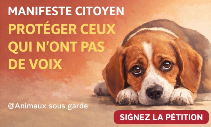Pour une responsabilit&eacute; r&eacute;elle des communes dans la protection des animaux domestiques