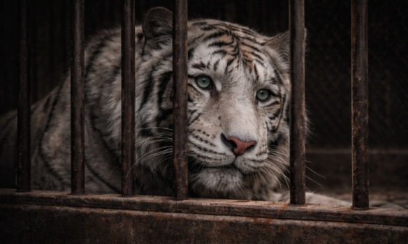 Stop aux animaux du Cirque de Venise à Perpignan