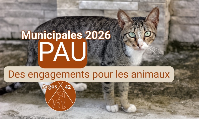 Municipales 2026 &ndash; Pau :  Des engagements clairs pour le bien-&ecirc;tre animal