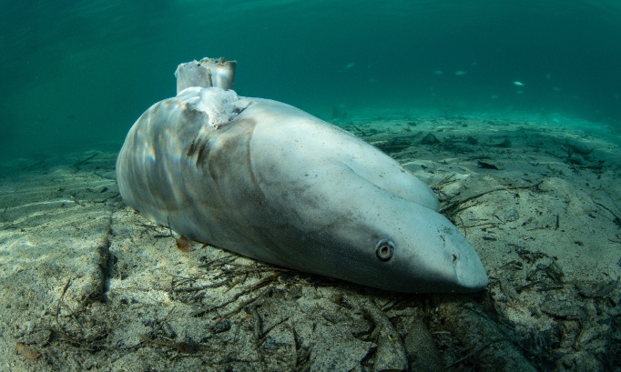 stop &agrave; la p&ecirc;che aux ailerons de requin : mettez fin &agrave; l'abattage brutal de 73 millions de requins chaque ann&eacute;e