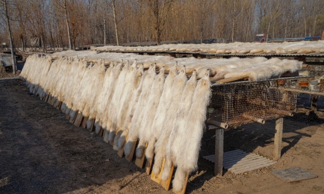 stop &agrave; l'&eacute;corchement vivant des chiens viverrins en Chine !