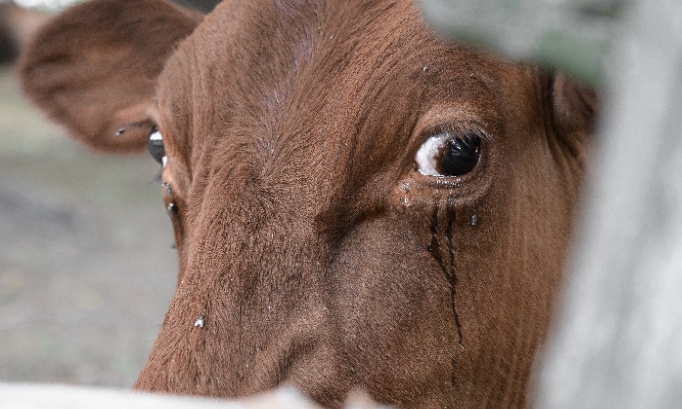arr&ecirc;tez le massacre de masse au festival de Gadhimai au N&eacute;pal