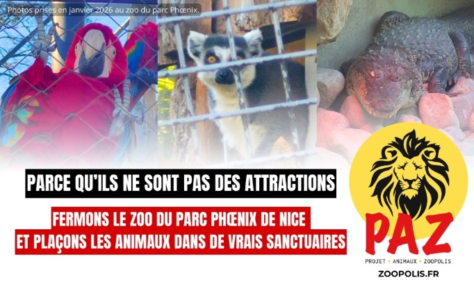 Pour la fermeture du zoo de Nice et le placement des animaux dans des sanctuaires