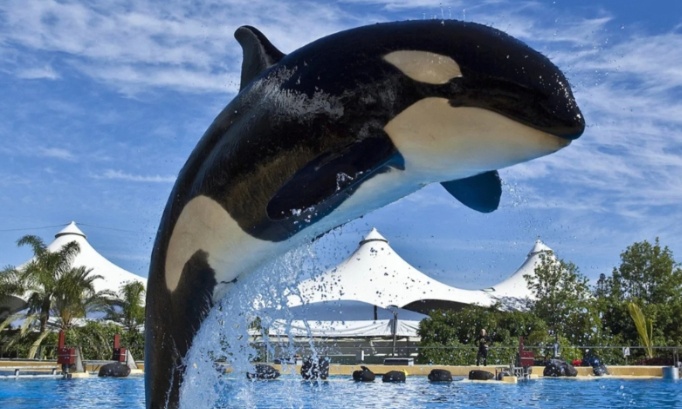 Urgence pour transf&eacute;rer au plu vite wikie et kejo &agrave; loro parques