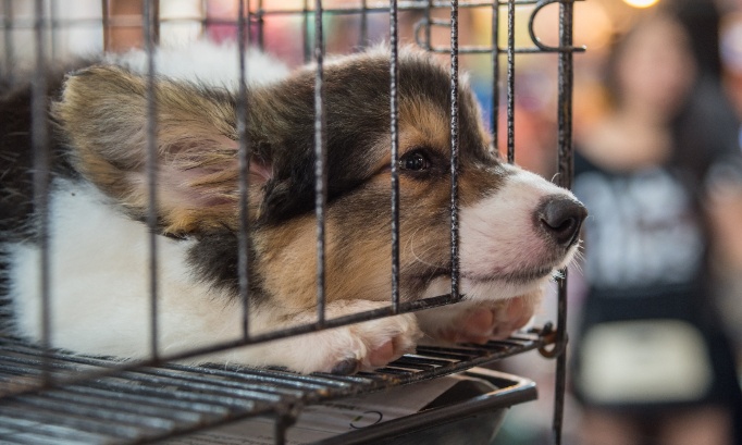 Interdisez partout les salons de chiots et de chatons maintenant
