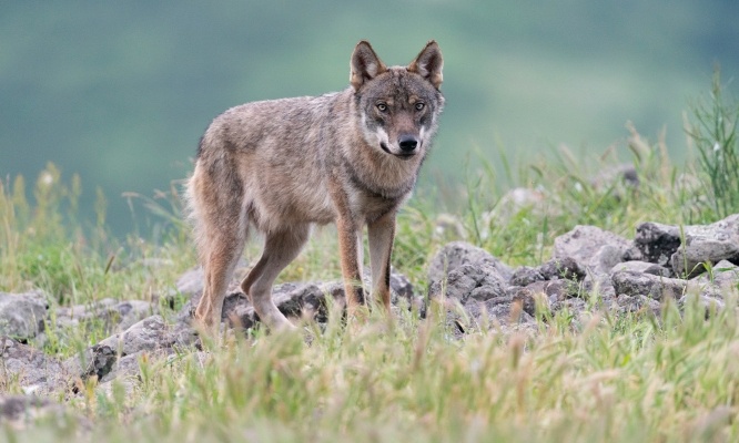 Bloquons un nouvel arr&ecirc;t&eacute; gouvernemental concernant l'abattage des loups