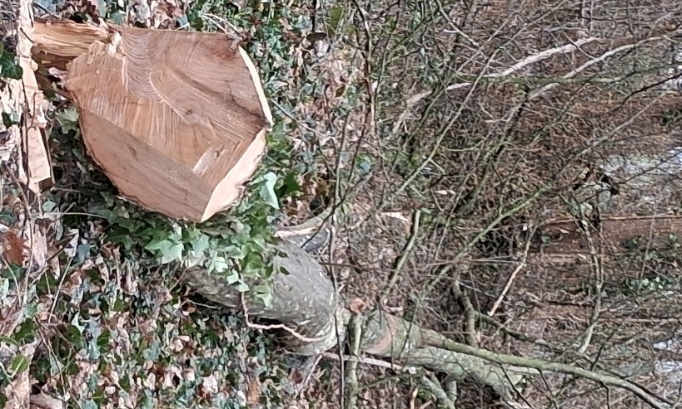 Sauvons le bois de la Garenne à La Norville