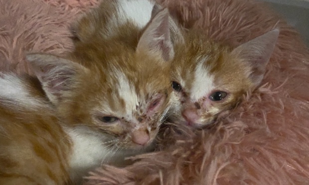 Fermez l'association Chats de Plume pour négligence et fraude