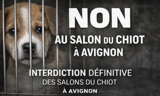 Pour l&rsquo;arr&ecirc;t d&eacute;finitif des salons de vente de chiots &agrave; Avignon