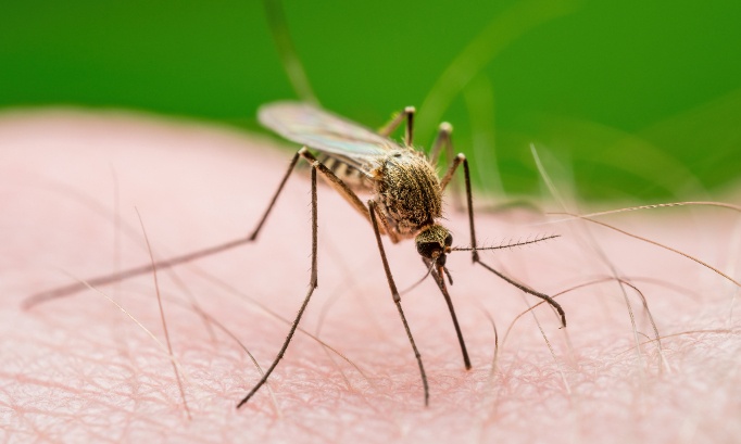 Stop aux moustiques : Demande d’intervention urgente pour la gestion de la prolifération de moustiques dans la résidence