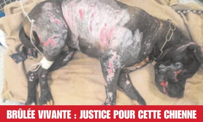 Br&ucirc;l&eacute;e vivante : Justice pour cette chienne