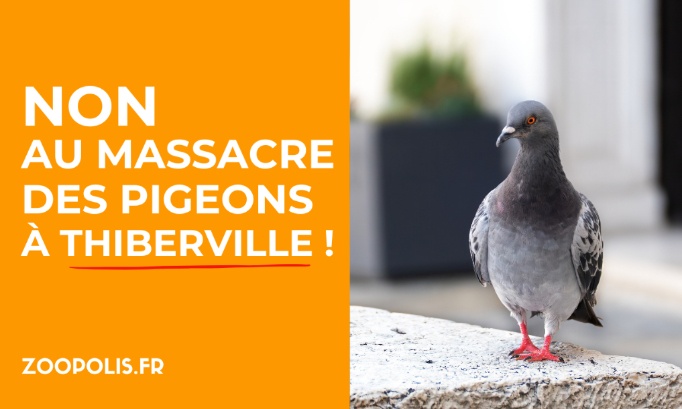 Non &agrave; la cruaut&eacute; envers les pigeons &agrave; Thiberville