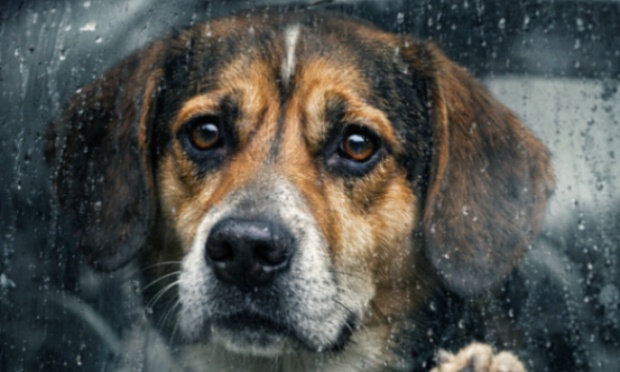 Pour des contrôles sur les chiens laissés enfermés à Premesques