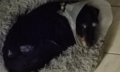 Pour l'application stricte de l'obligation de laisse au parc de l'Arquebuse