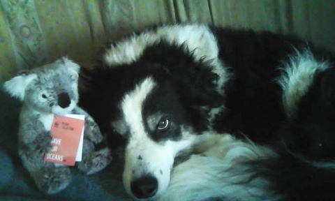 Pour la réduction des coûts exagérés des vétérinaires