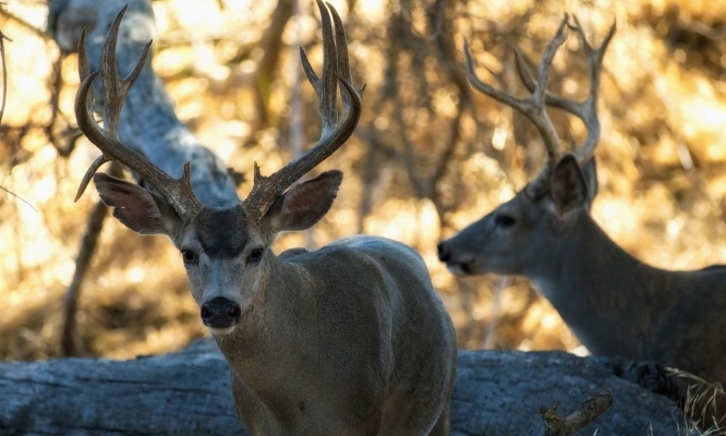 Empêchons l'abattage de 2000 cerfs en Californie !
