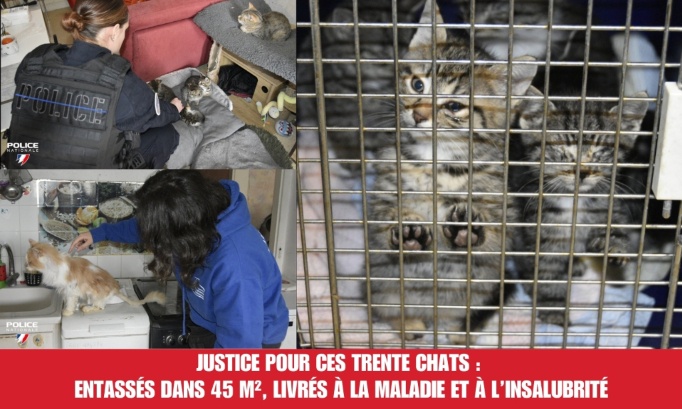 Justice pour ces trente chats : entass&eacute;s dans 45 m&sup2;, livr&eacute;s &agrave; la maladie et &agrave; l&rsquo;insalubrit&eacute;
