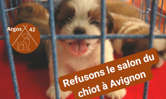 Salon du Chiot Avignon 2026 : stop aux ventes d&rsquo;animaux