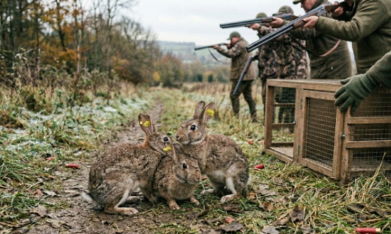 Arrêtez l'hypocrisie : mettez fin à l'élevage et à la libération d'animaux pour la chasse