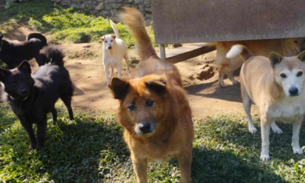 Création d’un refuge pour chiens à Menton !