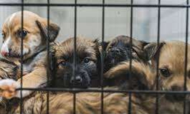 Interdire le salon du chiot à Perpignan du 14 au 15 mars 2026 au Parc Expo