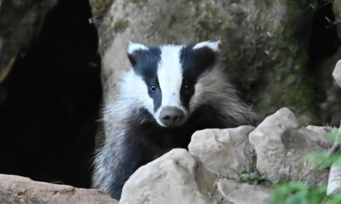 Mobilisons-nous encore une fois contre la v&eacute;nerie sous terre du blaireau !