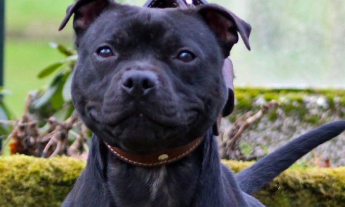 Non &agrave; l'euthanasie de Curtis, donnez-lui une vraie seconde chance !