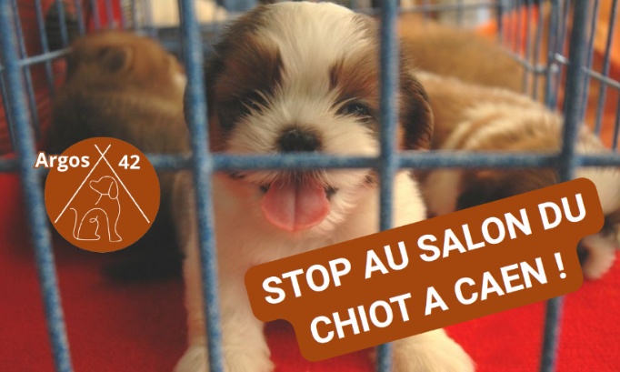 Stop aux salon du chiot &agrave; Caen