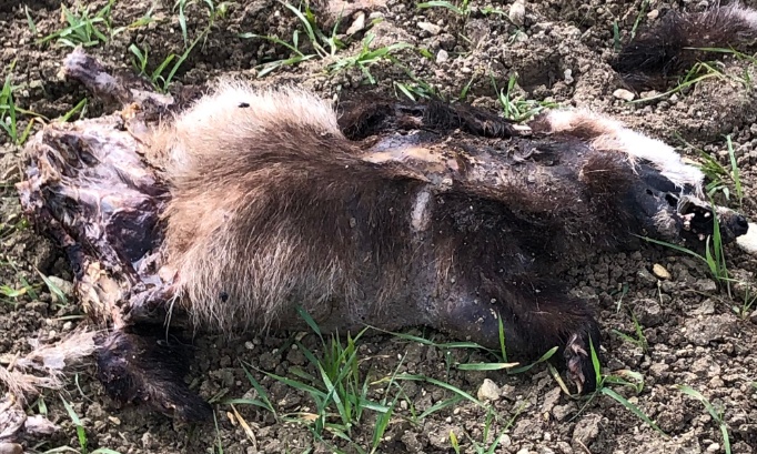 Stop &agrave; la chasse et au pi&eacute;geage du blaireau dans la Vienne !