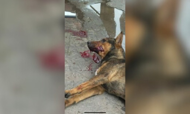 Touristes : au Maroc, des milliers de pauvres chiens sont massacr&eacute;s pour vous
