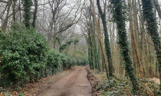 Pétition contre le projet ILLÉGAL d’artificialisation et de déboisement du chemin de la Grande Rue