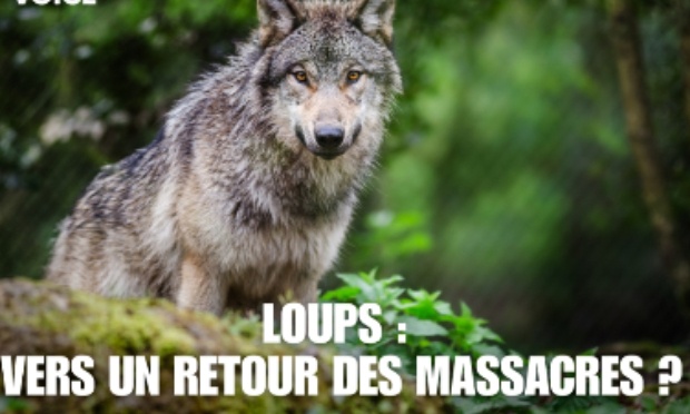 Non &agrave; l&rsquo;autorisation d&rsquo;un nouvel arr&ecirc;t&eacute; pour encore plus d&rsquo;abattages de loup!!!