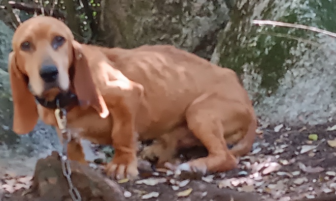 Obligeons les fédérations de chasse à protéger les chiens de chasse