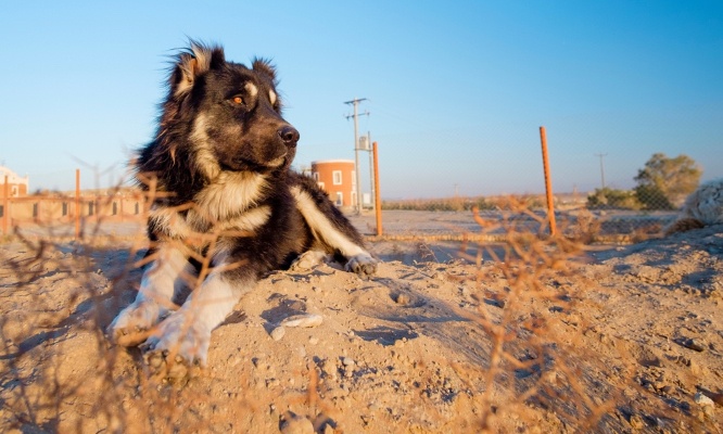 Non &agrave; l&rsquo;abandon des animaux de compagnies aux Emirats depuis la guerre en Iran