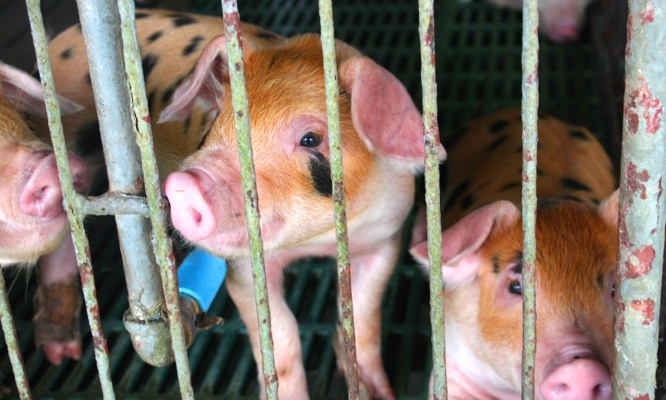 Il faut fermer tous les abattoirs !